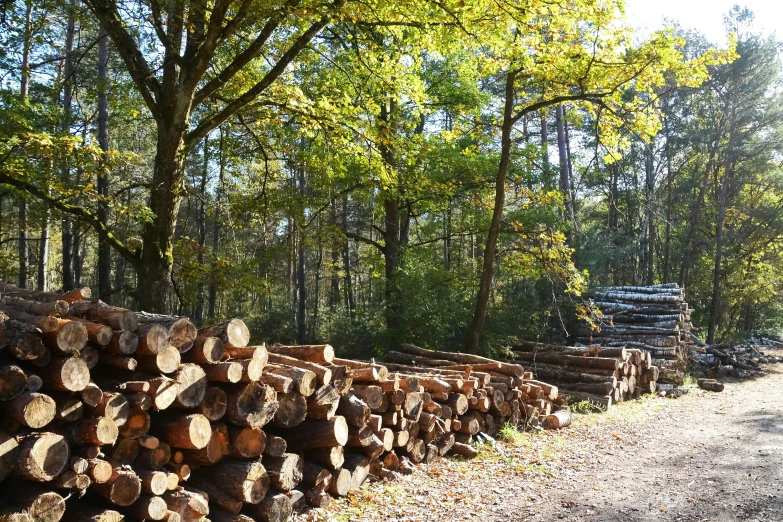 large pile of logs in the middle of a forest