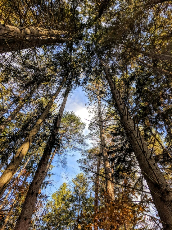 the trees are reaching high up into the sky