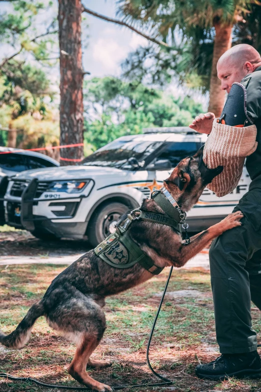 a man and his dog are wearing vests on the ground