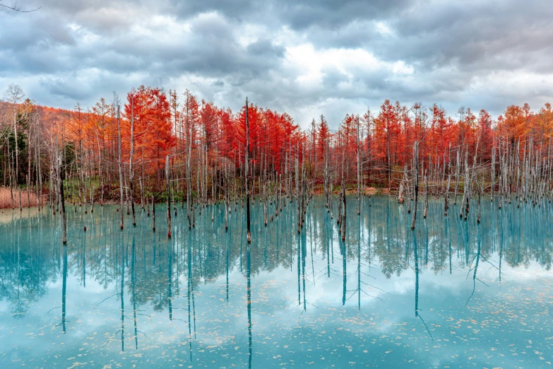 trees that have orange leaves in it near a pond