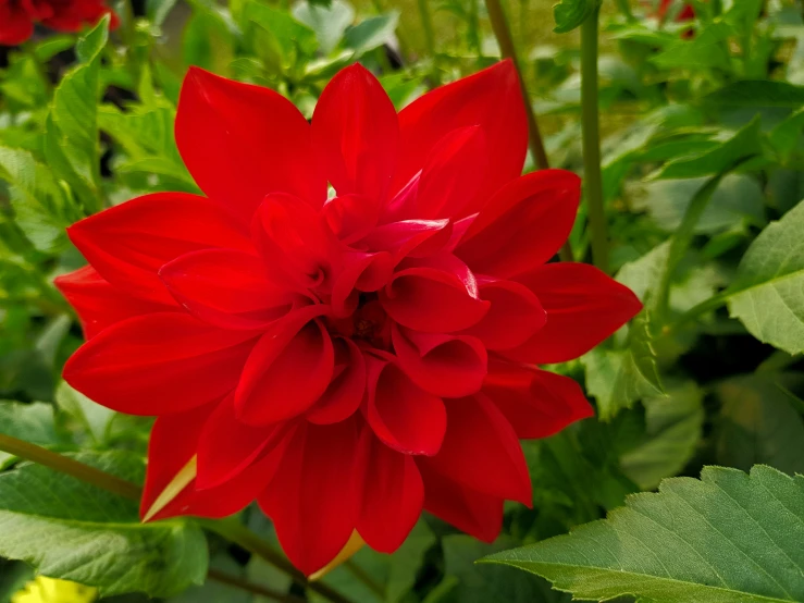 a large flower is shown in the foreground, surrounded by greenery