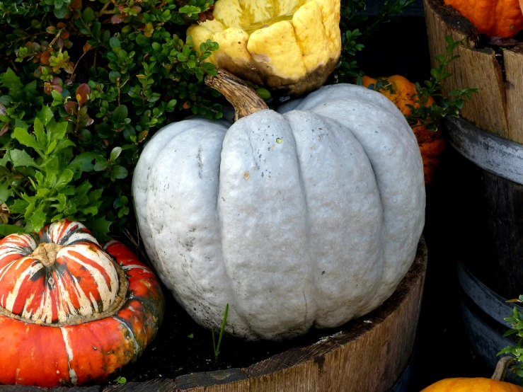 there are pumpkins sitting on the bucket