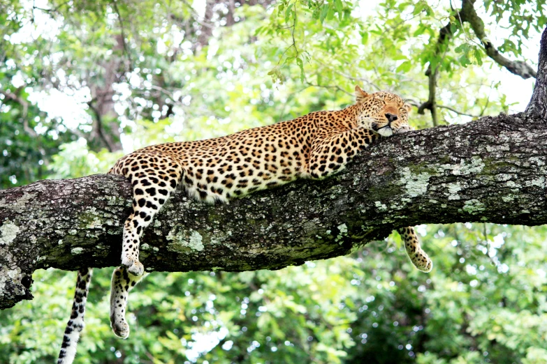 a leopard sitting on top of a tree nch