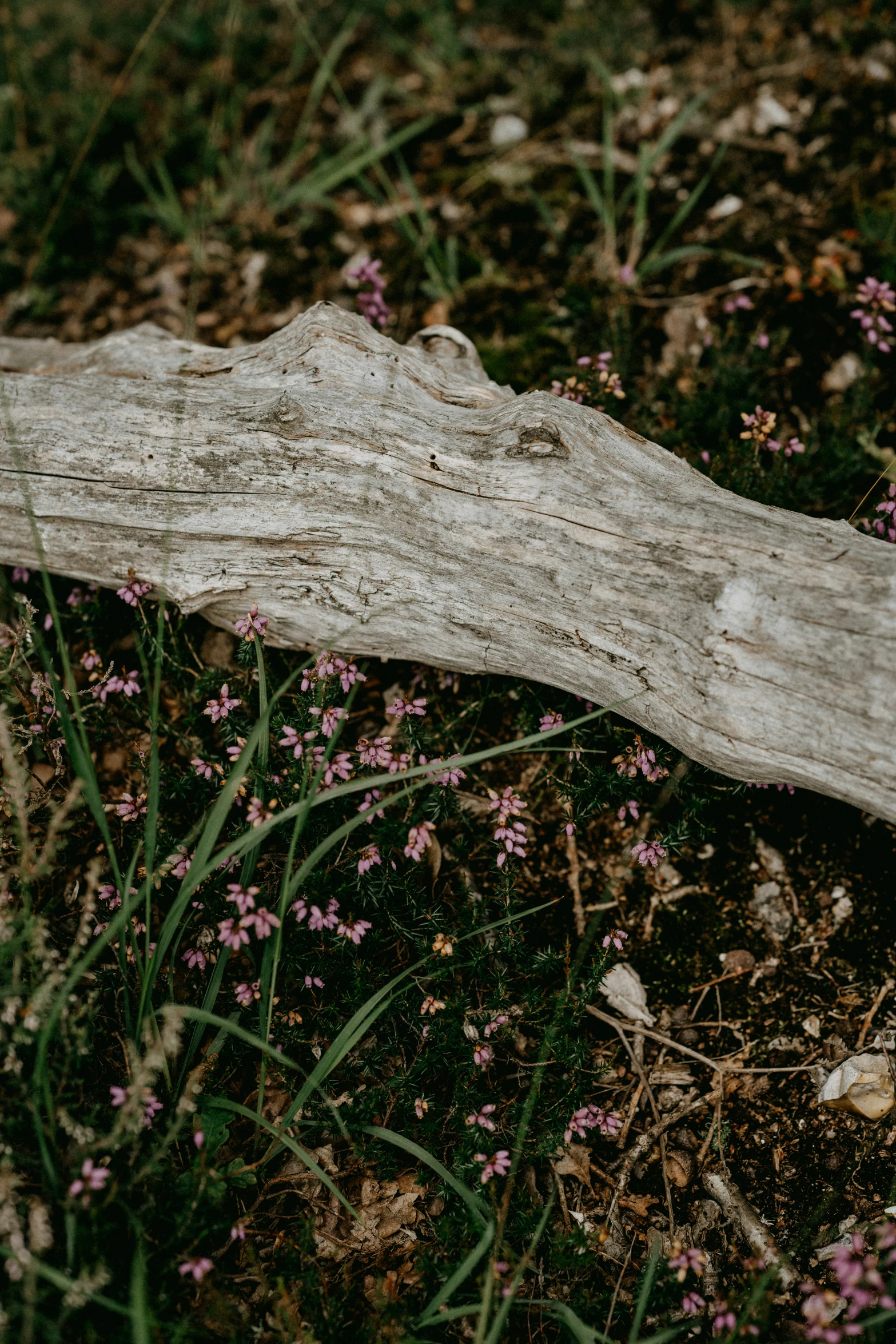 a piece of wood laying in the grass next to flowers