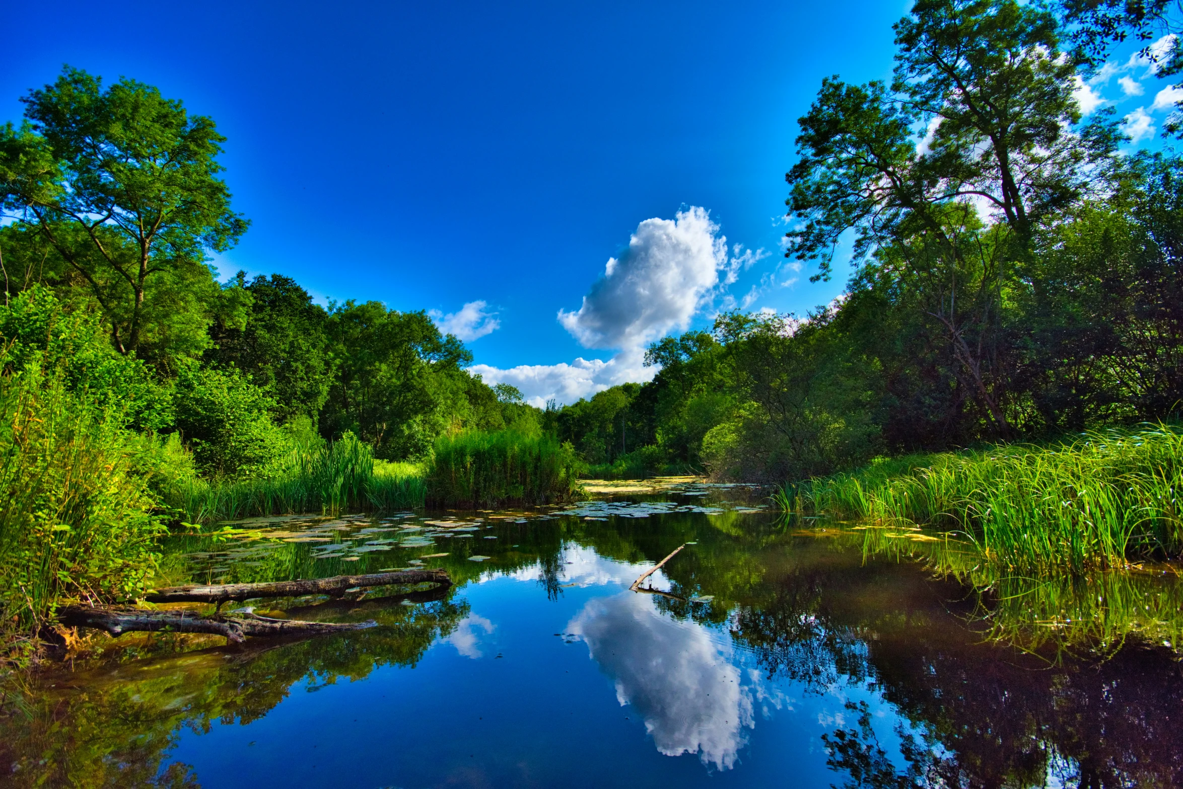 the view of trees and the water is blue