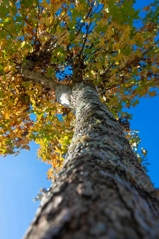 a tall tree next to a big blue sky