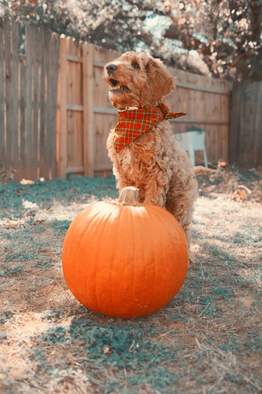 a brown dog with a bow sitting on top of an orange pumpkin