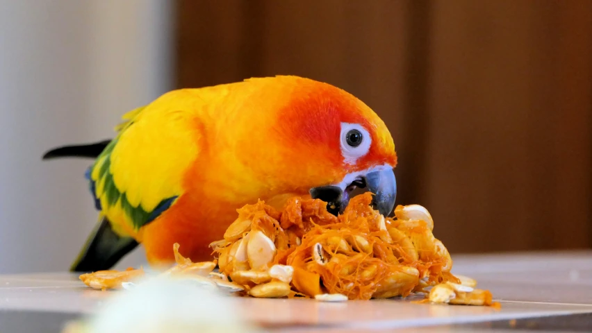 a parrot pecking at food on the floor