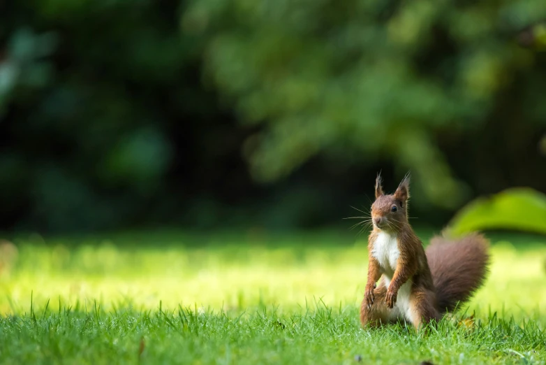 a squirrel is standing in the grass near some bushes