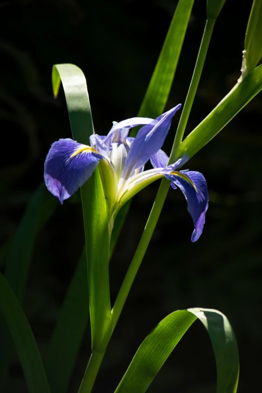 the blue iris is blooming through the green stalks