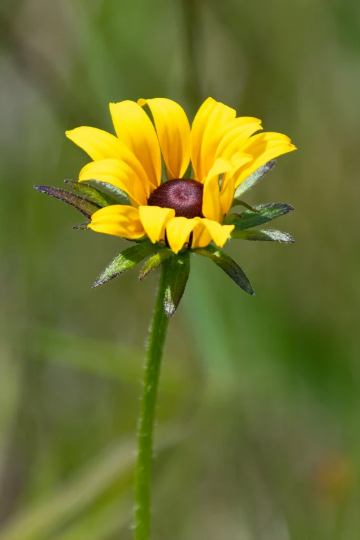 a small yellow flower with a dark purple center