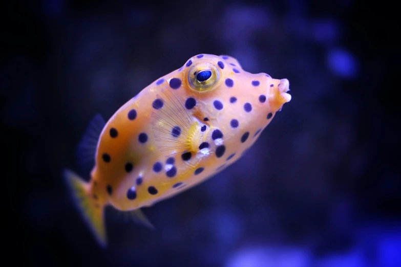 this is a fish, with small dots on the body