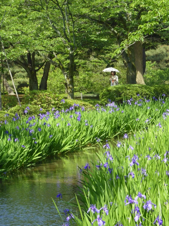a stream surrounded by lush green grass and purple flowers