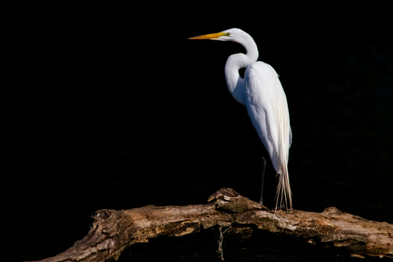 a white bird perched on top of a nch