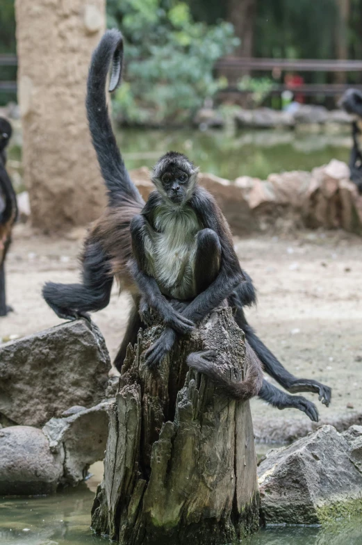 this monkey is sitting on top of a log