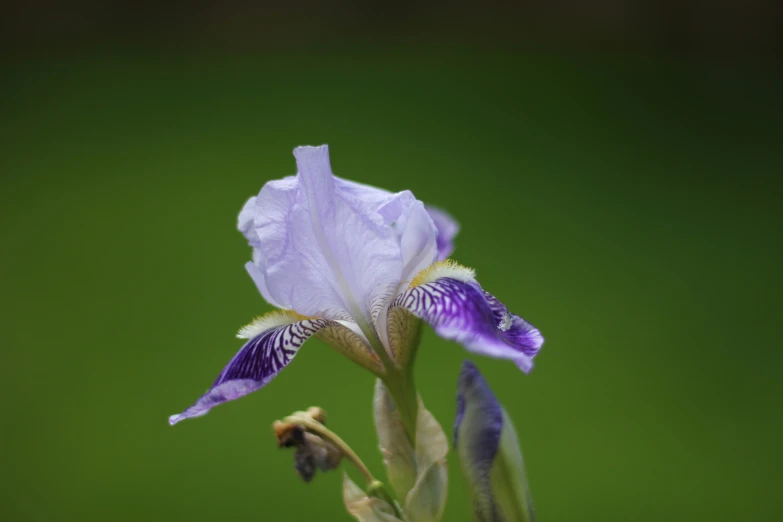 a close up of a purple flower with green background