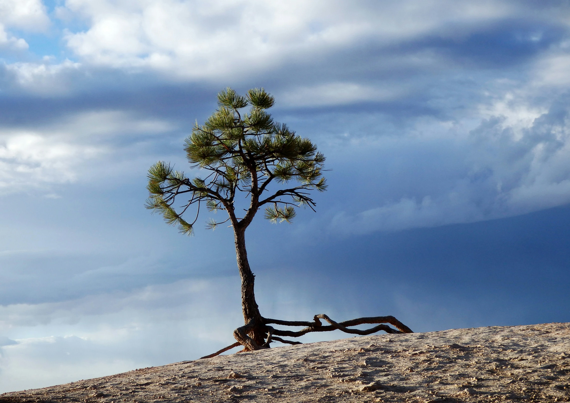 there is a tree on a hill near the clouds