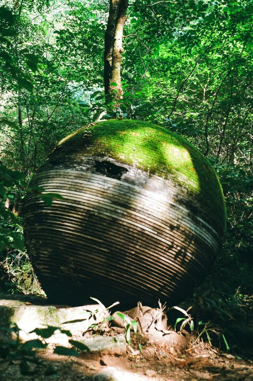 an old log laying in the woods with a green mossy top