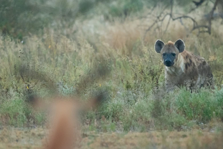 a spotted hyena hiding in the thicket of a grassy area