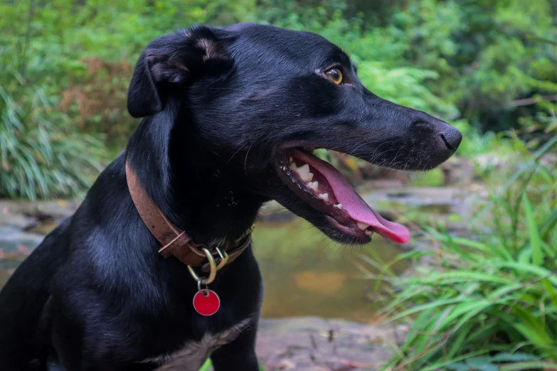 black dog with open mouth in the woods