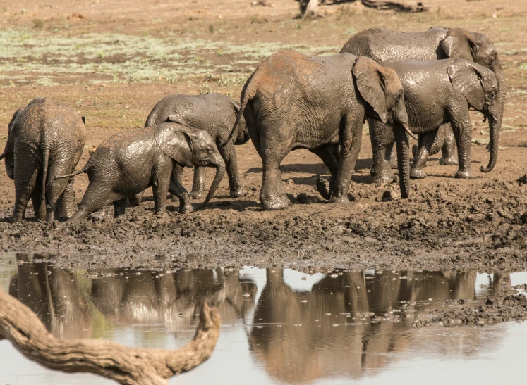 a herd of elephants standing next to a pool of water