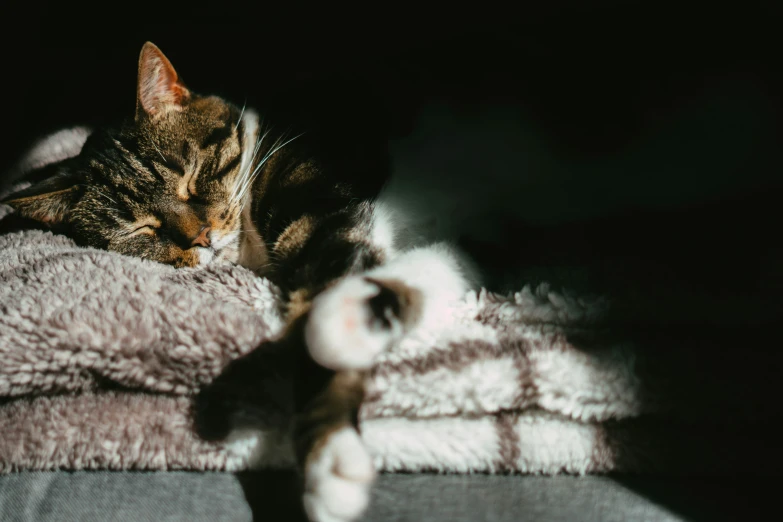 an animal curled up next to a pile of blankets