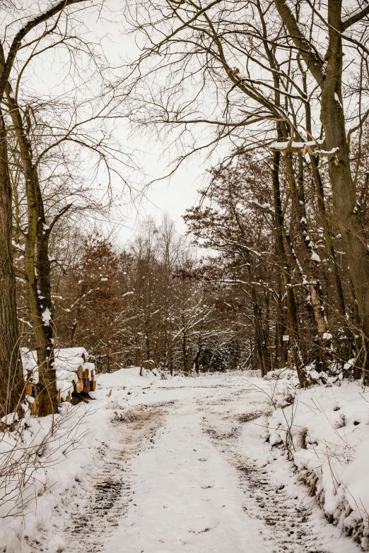 a snow covered road surrounded by bare trees