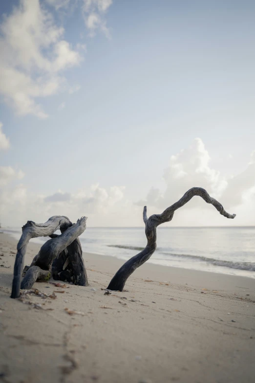 an old tree limb laying on the beach