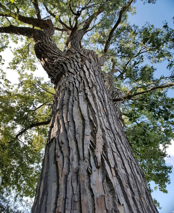 an old tree has the bark showing