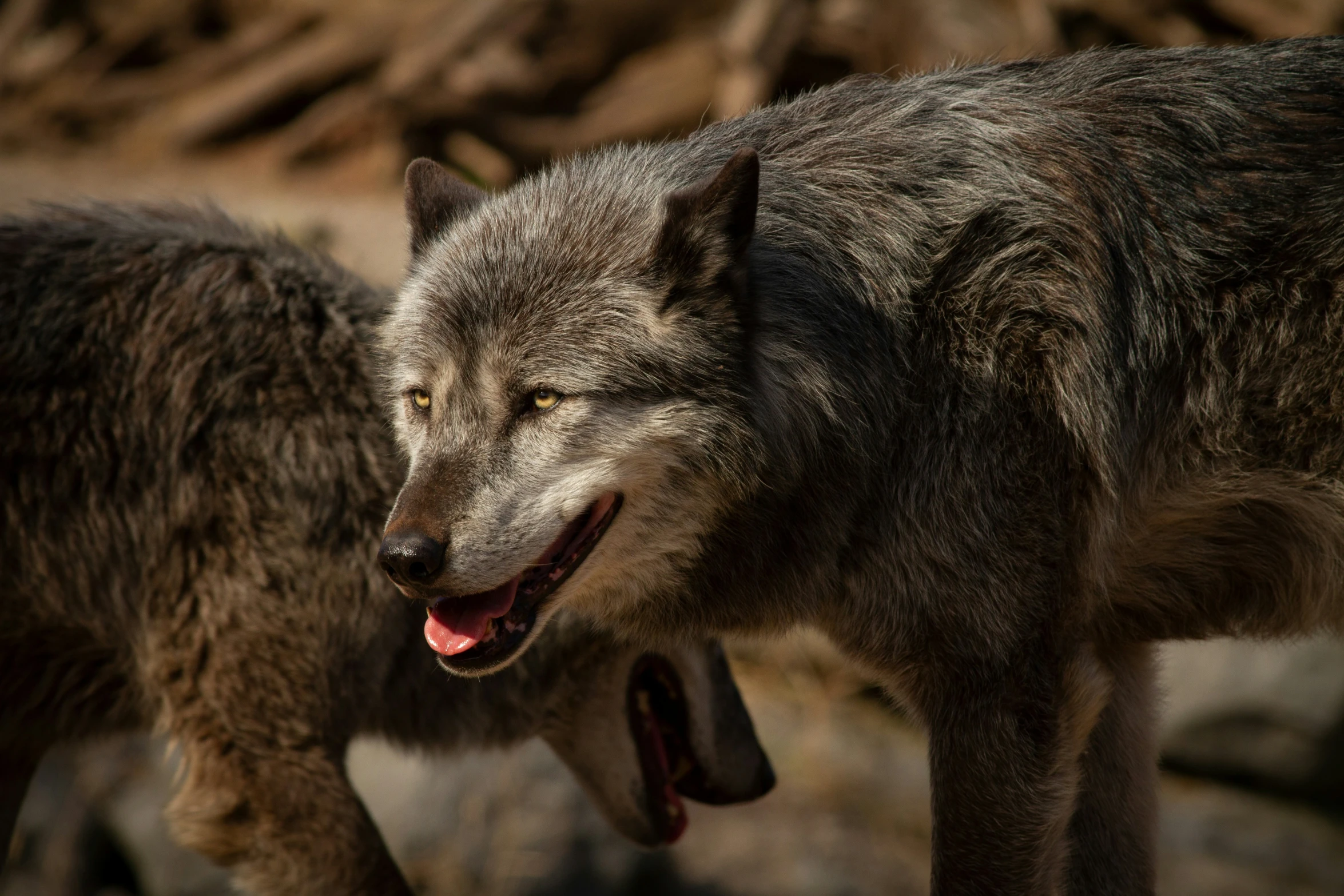 two gray wolfs staring at each other, with their mouths open