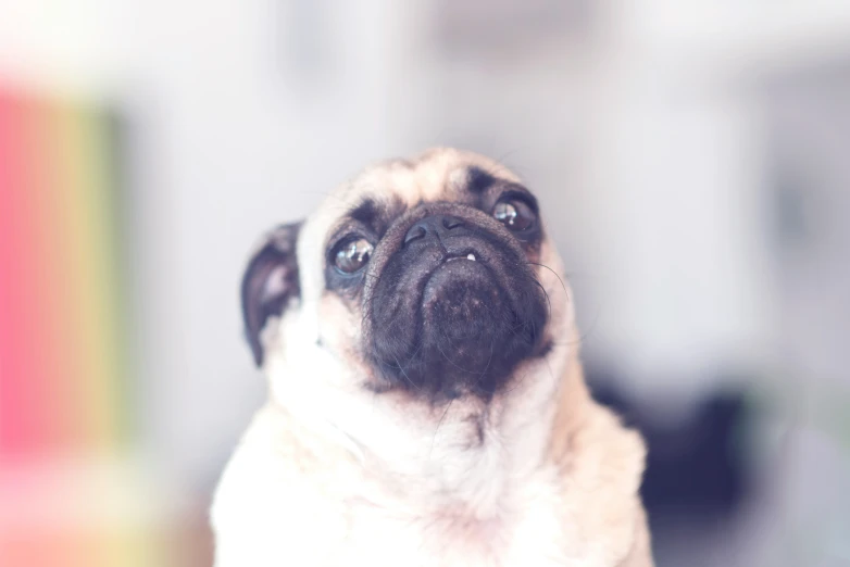 a small pug looking at the camera while standing