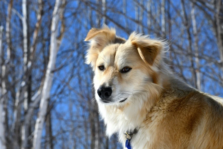 a dog that is standing in the snow