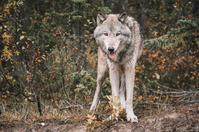 a wolf standing in the woods with a fallen tree in it's mouth