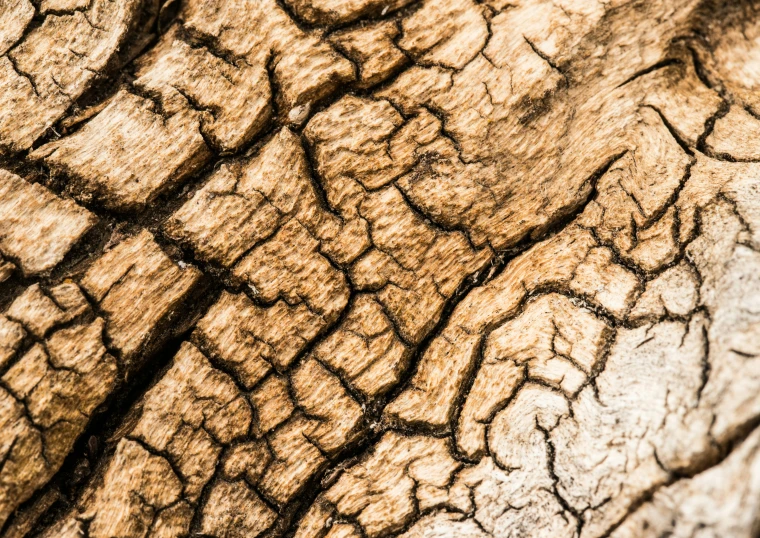 the texture of a tree trunk showing the patterns in brown