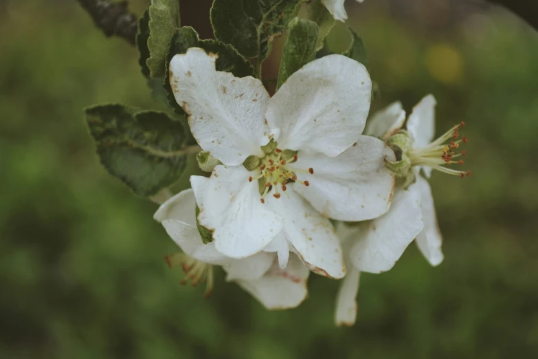 an up close s of a white flower