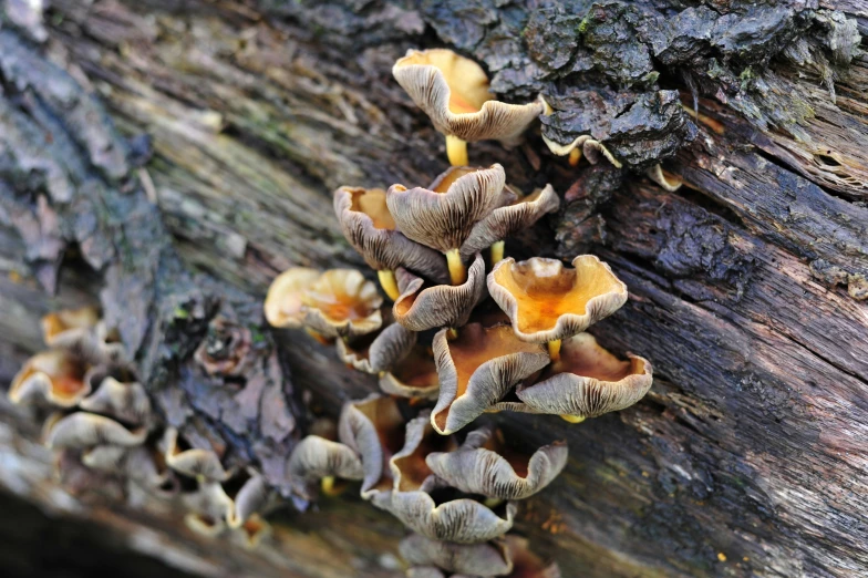 mushrooms growing on the side of a tree trunk