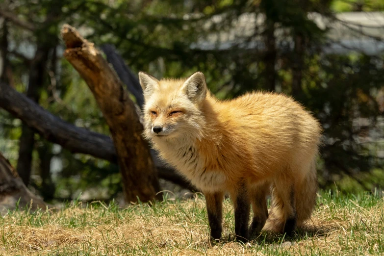 an animal that is walking in the grass