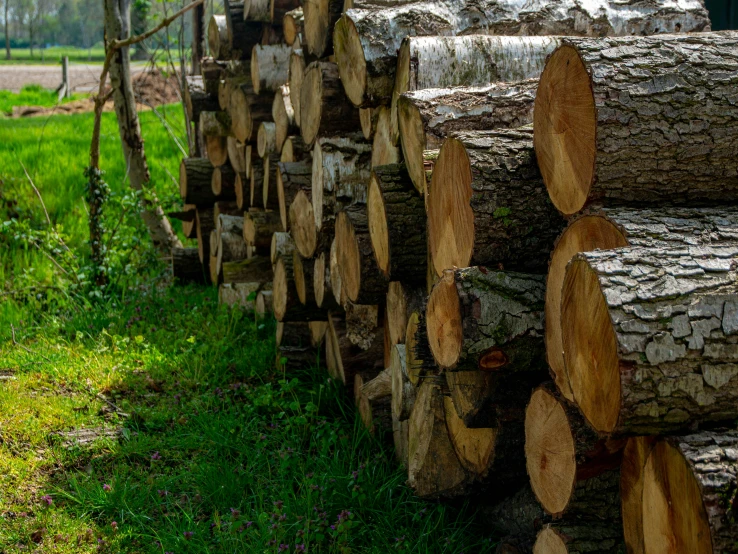 a forest filled with lots of cut wood