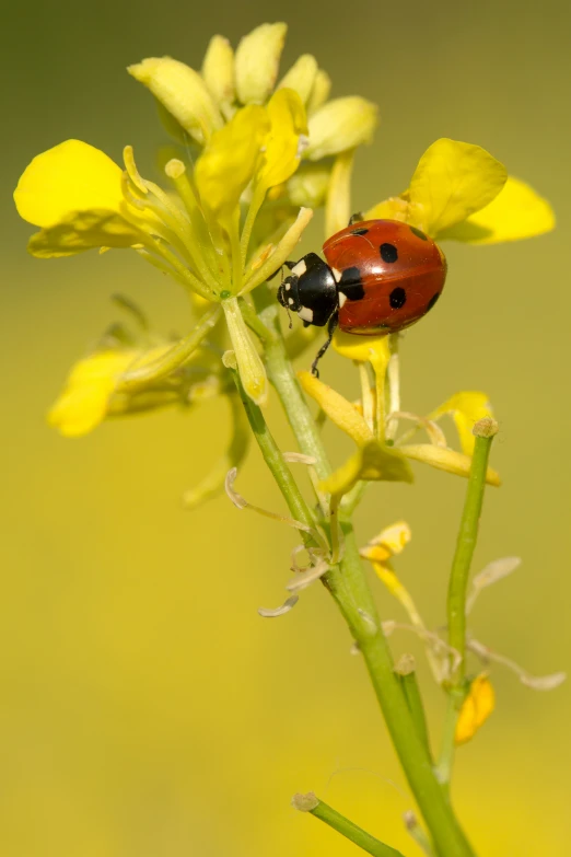 a ladybug sitting on the stem of a flower