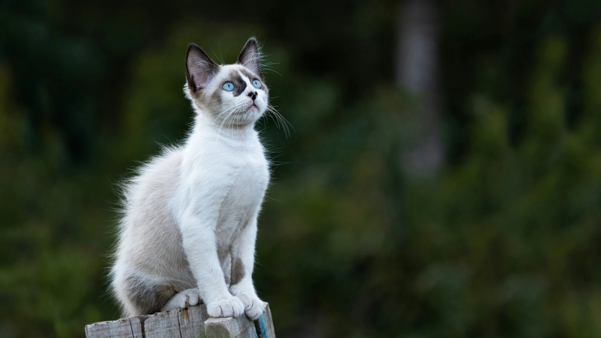 the cat is standing on top of a wooden post