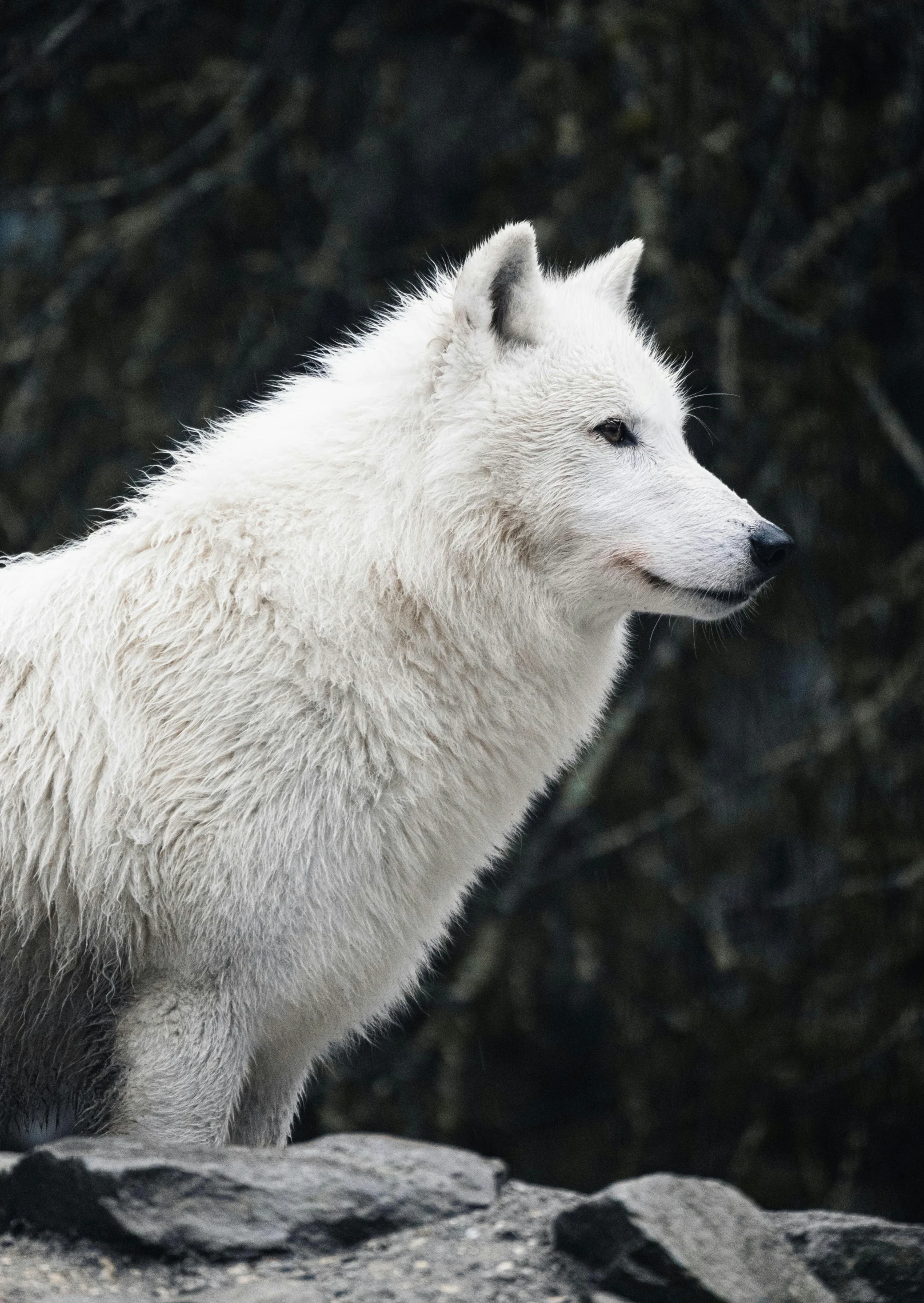 an image of a very white wolf standing on rocks