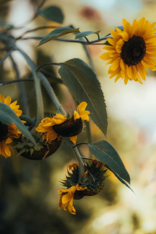 a tree with some very big yellow flowers