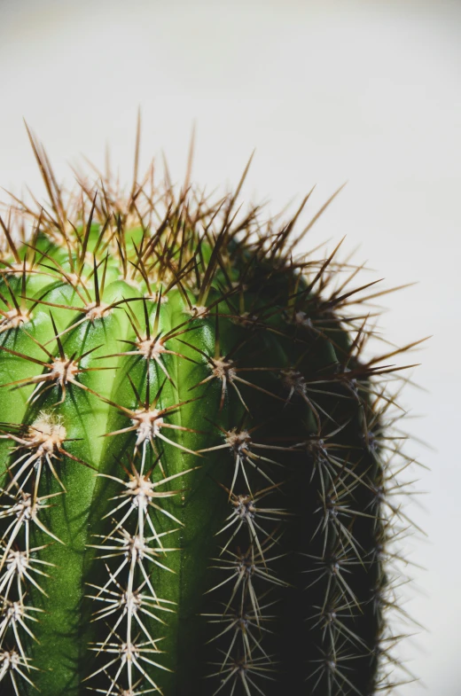 a green cactus with lots of needles sticking out