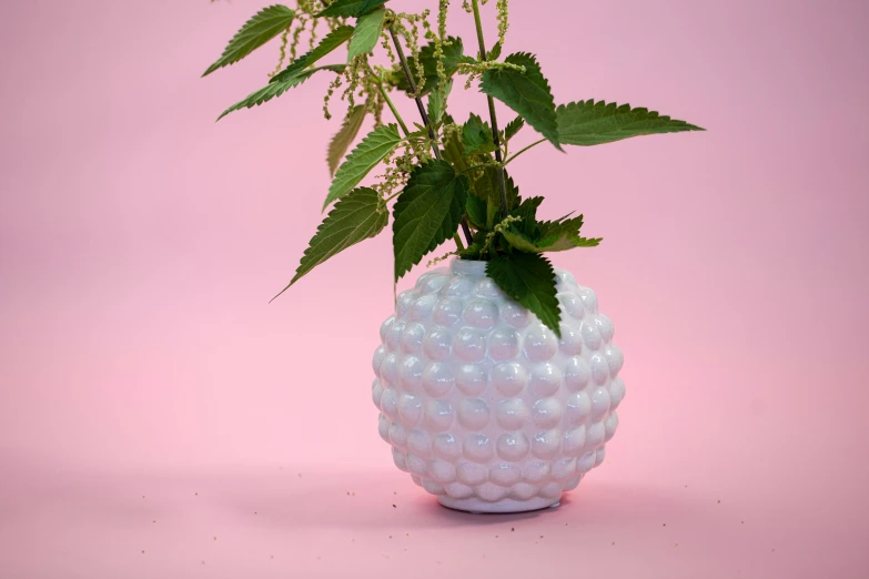 a plant in a vase with leaves on a pink background