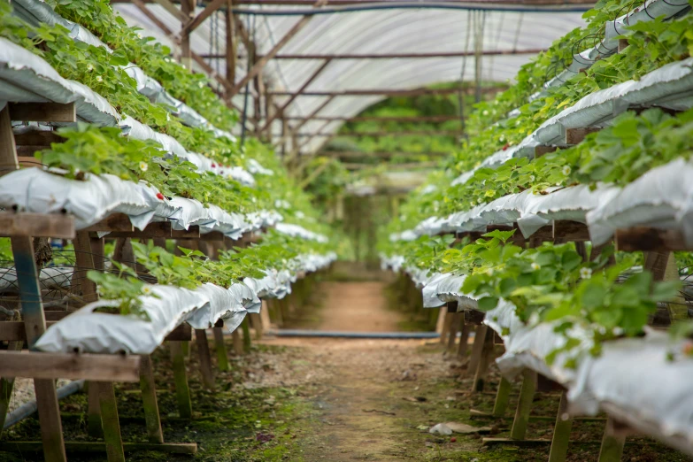 a long row of plastic covered plants and vines