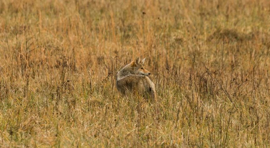 a kangaroo is hiding behind another to rest in some tall grass