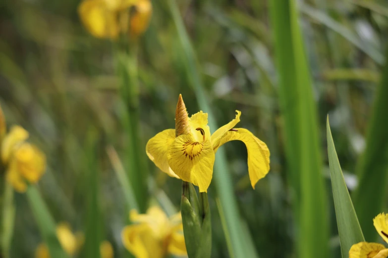 there are a bunch of small yellow flowers