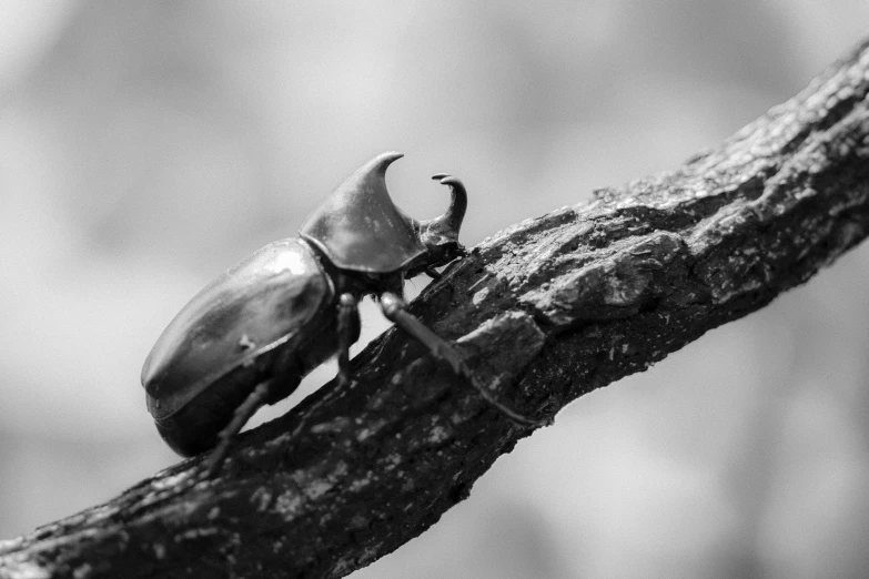 an insect sitting on top of a leaf