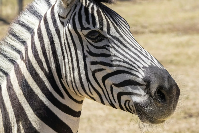 a closeup of a ze with grass in the background