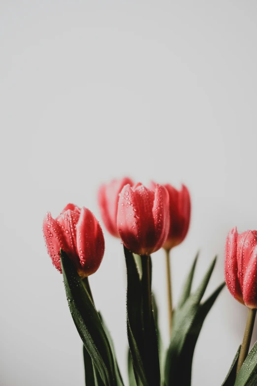 a bunch of pink flowers that are by the wall